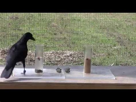 crow and bottle test|the crow and the pitcher experiment.